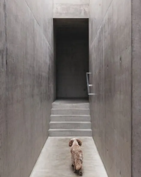 RESIDENT DOG